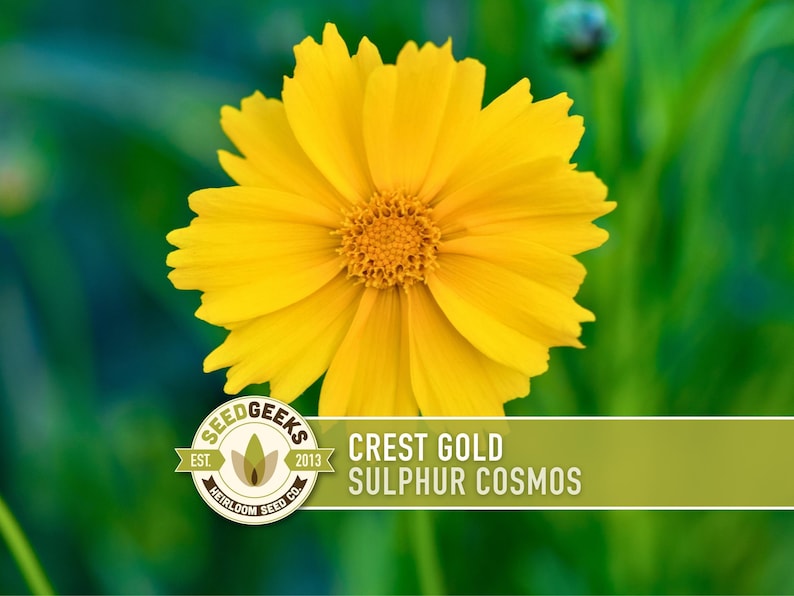 Sulphur Cosmos Seeds, Crest Gold, Pollinator Friendly (Non-GMO) image 1
