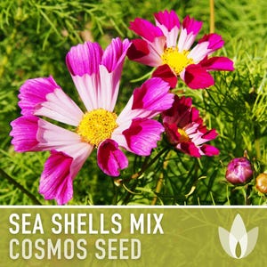 Sea Shells Cosmos Flower Seeds, Pollinator Friendly, Heirloom Non-GMO image 4
