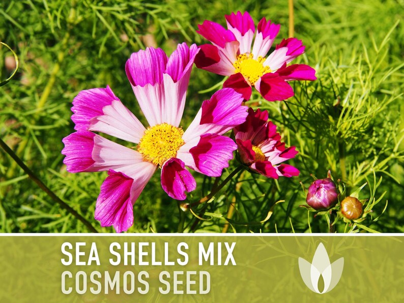 Sea Shells Cosmos Flower Seeds, Pollinator Friendly, Heirloom Non-GMO image 4