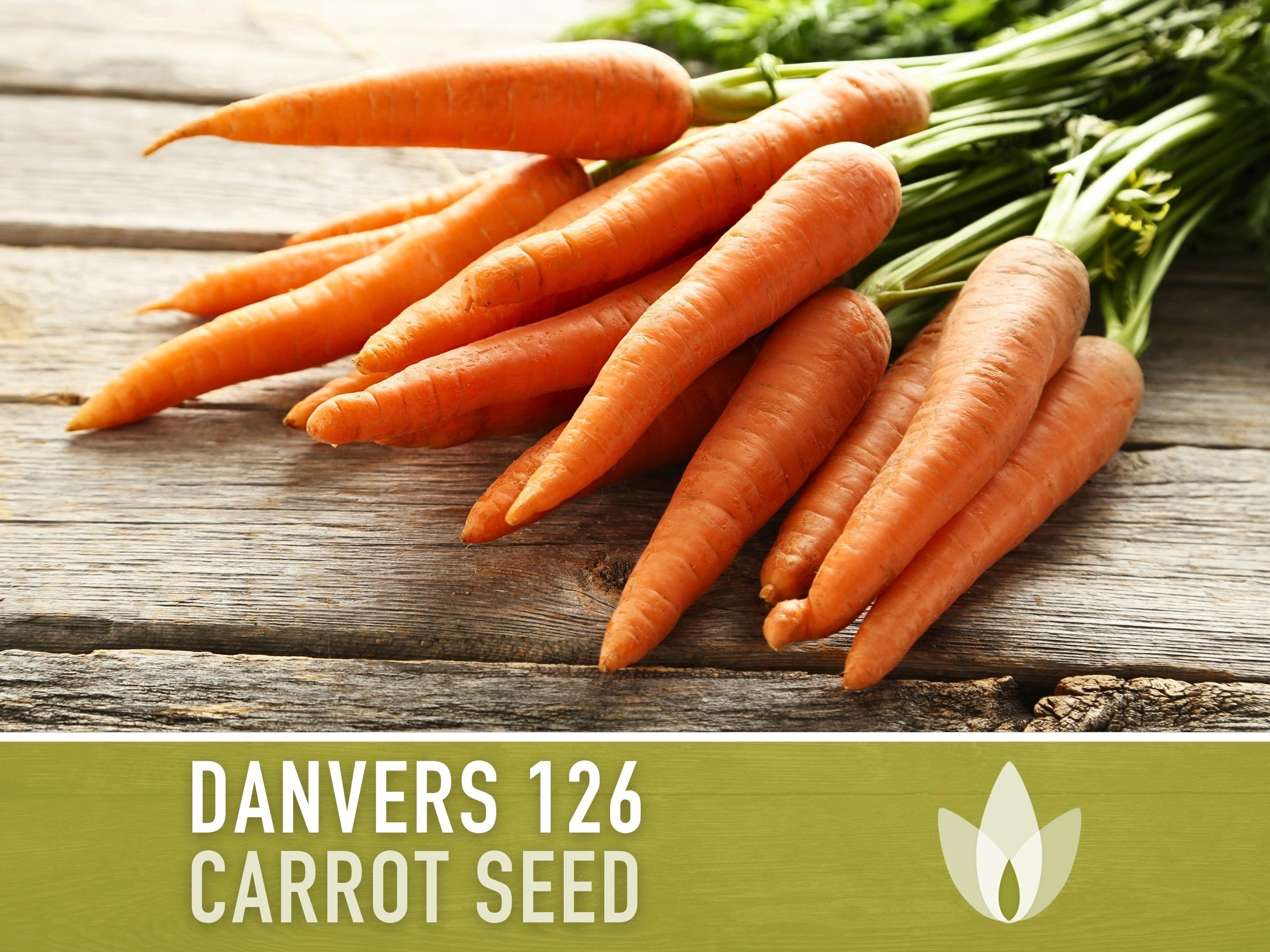 Danvers 126 Carrot Heirloom Seeds - Great for rough, clay soils, Juicing Carrot, Rainbow Carrot, Easy to Grow, Open Pollinated, Non-GMO