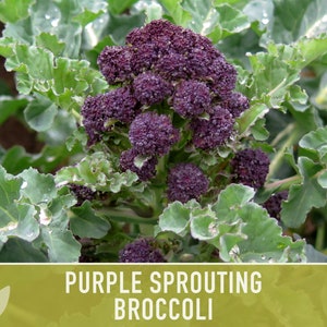 Purple Sprouting Broccoli Seeds Heirloom, Organic, Non-GMO image 2