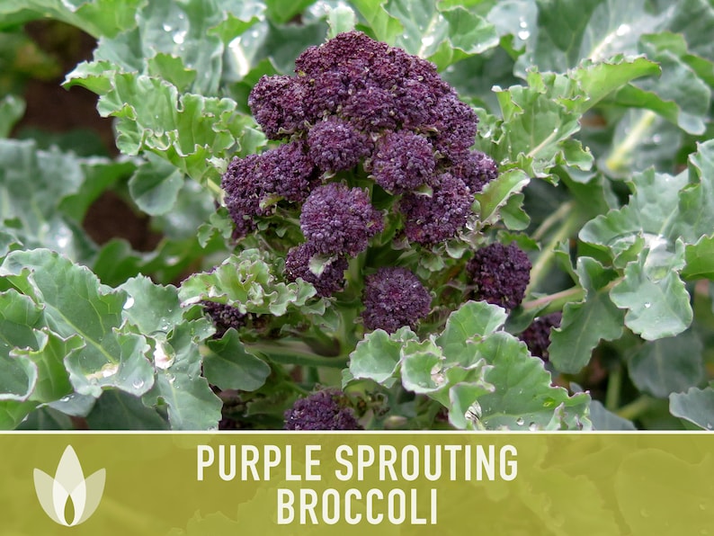 Purple Sprouting Broccoli Seeds Heirloom, Organic, Non-GMO image 2