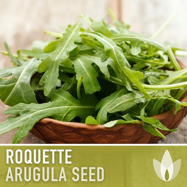 Arugula, Roquette Heirloom Seeds - Fresh Salad Green, Container Garden, Zesty, Mustard, Open Pollinated, Non-GMO