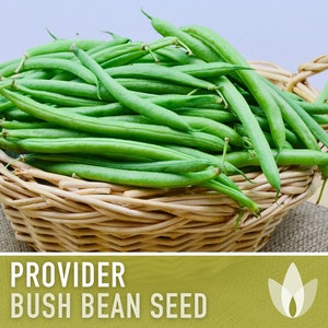 Provider Bush Bean Seeds - Heirloom, Open Pollinated, Easy To Grow, Untreated, Non-GMO