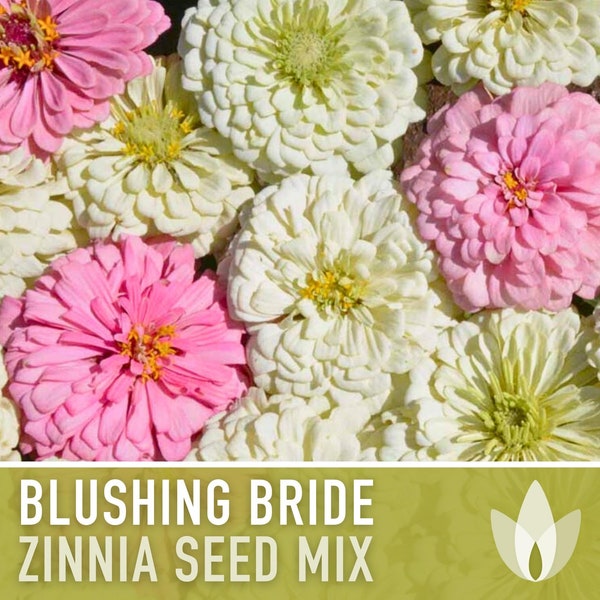Zinnia, Blushing Bride Flower Seed Mix - Heirloom Seeds, Zinnia Flower Mix, Polar Bear, Lemon Zinnia, Luminosa, Wedding Flowers, Non-GMO