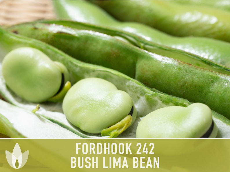 Lima Bean Fordhook 242 Bean Seeds Heirloom Seeds Butter Etsy