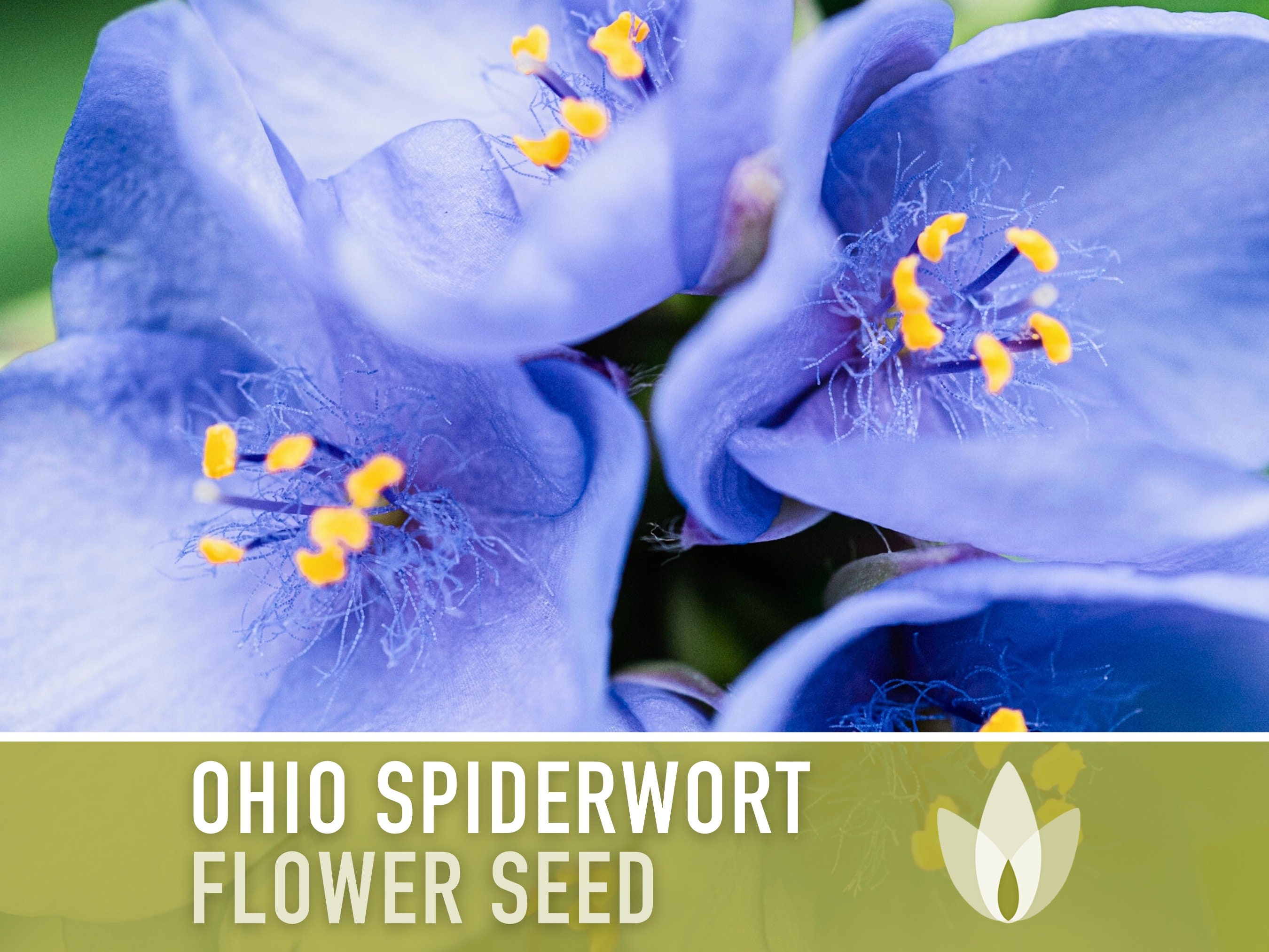 thumbnail image 2 of 100 Purple OHIO SPIDERWORT (Widows Tears / Bluejacket 2 of 9