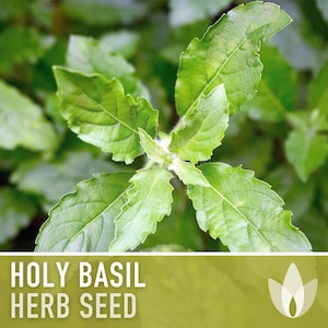 Holy Basil, Tulsi Herb Heirloom Seeds