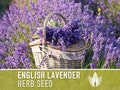 English Lavender Heirloom Herb Seeds