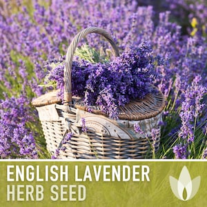 English Lavender Heirloom Herb Seeds