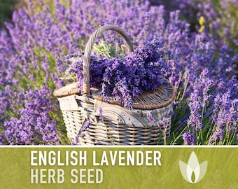 English Lavender Heirloom Herb Seeds