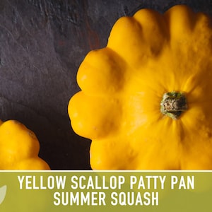 Yellow Scallop Patty Pan Summer Squash Seeds - Bush, Heirloom, Organic, Open Pollinated, Non-GMO