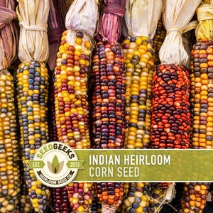 May include: Close-up of colorful Indian heirloom corn cobs. The kernels display a variety of colors, including yellow, orange, red, purple, and blue. The husks are tied with dried leaves. The text "Indian Heirloom Corn Seed" is displayed on a green banner.