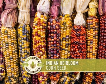Indian Corn Heirloom Seeds – Ornamental Flint Corn, Non-GMO