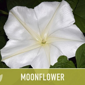 Moonflower Heirloom Flower Seeds - Moon Vine, Night Blooming, Morning Glory, Non-GMO