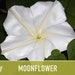 see more listings in the Flower Seeds section