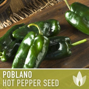 Poblano Ancho Hot Pepper Heirloom Seeds