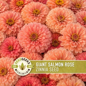 Peut inclure: Un groupe de fleurs de zinnia aux teintes saumon vibrantes avec des p&eacute;tales superpos&eacute;s et des centres jaunes. Une &eacute;tiquette rectangulaire verte est superpos&eacute;e en bas, avec le texte SEED GEEKS EST. 2013 HEIRLOOM SEED CO. GIANT SALMON ROSE ZINNIA SEED.