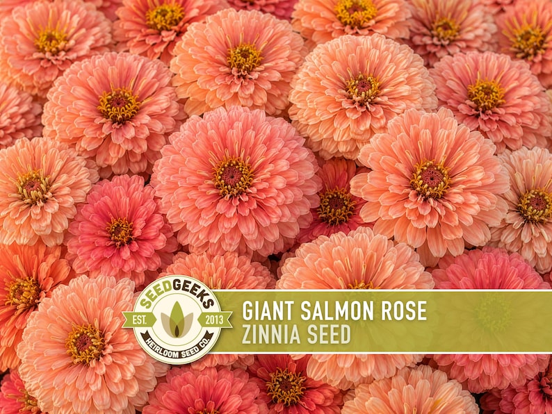 Peut inclure: Un groupe de fleurs de zinnia aux teintes saumon vibrantes avec des p&eacute;tales superpos&eacute;s et des centres jaunes. Une &eacute;tiquette rectangulaire verte est superpos&eacute;e en bas, avec le texte SEED GEEKS EST. 2013 HEIRLOOM SEED CO. GIANT SALMON ROSE ZINNIA SEED.