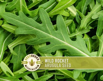 Könnte beinhalten: Nahaufnahme von frischen, grünen Rucola-Blättern. Das Bild zeigt den Text "Wild Rocket Arugula Seed" auf einem Banner, mit dem Logo "Seed Geeks" unten links. Die Blätter haben eine ausgeprägte Form und Textur.