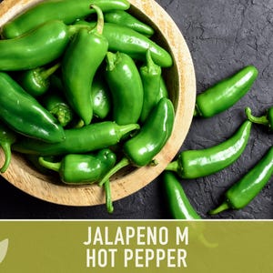 Jalapeno M Heirloom Pepper Seeds | 25+ Seeds, High Yield, Organic, Chili, Capsicum annuum image 7