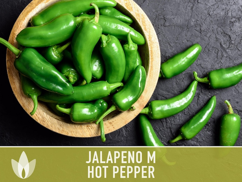 Jalapeno M Heirloom Pepper Seeds | 25+ Seeds, High Yield, Organic, Chili, Capsicum annuum image 7