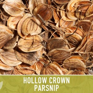 Hollow Crown Parsnip Heirloom Seeds - Non-GMO, Open Pollinated, Untreated, Root Vegetables, Fall Garden image 9