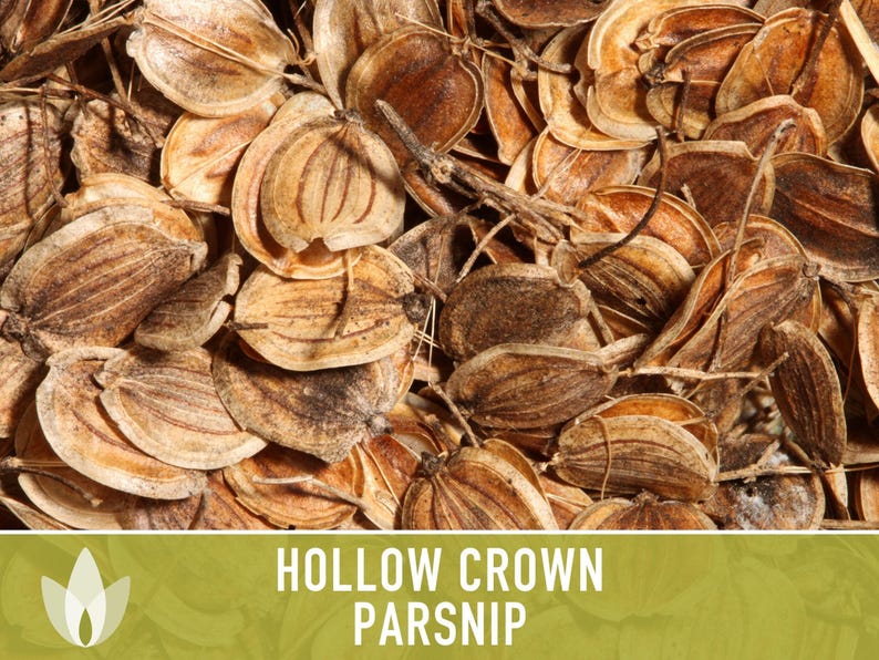 Hollow Crown Parsnip Heirloom Seeds - Non-GMO, Open Pollinated, Untreated, Root Vegetables, Fall Garden image 9