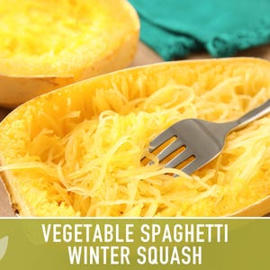 Vegetable Spaghetti Winter Squash Heirloom Seeds image 5