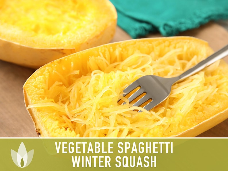 Vegetable Spaghetti Winter Squash Heirloom Seeds image 5