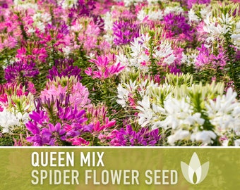Spider Flower, Queen Mix Seeds - Heirloom Seeds, Spider Lily, Hummingbird Garden, Pollinator Garden, Cleome Hassleriana, Non-GMO