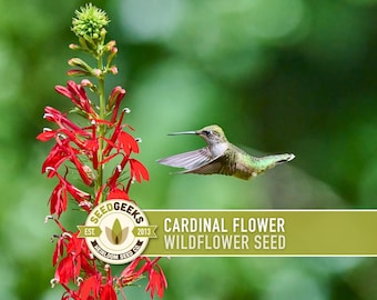 Pode incluir: Uma imagem vibrante mostra uma flor-cardeal vermelha com um beija-flor em voo. As pétalas da flor são de um vermelho profundo, e o beija-flor tem penas verdes e brancas. O texto diz "Cardinal Flower Wildflower Seed" e o logotipo da Seed Geeks.