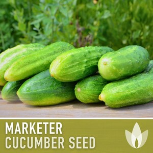 Marketer Cucumber Seeds | 30+ Seeds, Open-Pollinated, Non-GMO, Heirloom, AAS Winner, Slicing, Organic, Cucumis sativus image 4