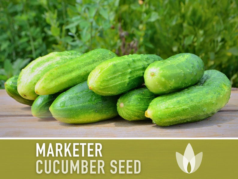 Marketer Cucumber Seeds | 30+ Seeds, Open-Pollinated, Non-GMO, Heirloom, AAS Winner, Slicing, Organic, Cucumis sativus image 4
