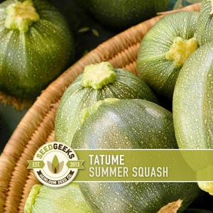 Peut inclure: Gros plan sur des courges d'été Tatume dans un panier en osier. Les courges sont d'un vert vif avec une surface légèrement texturée. L'image comprend le logo Seed Geeks et le texte "Tatume Summer Squash".