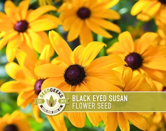 Black-Eyed Susan Flower Seeds, Heirloom Rudbeckia Hirta, Native Perennial