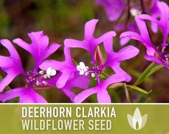 Clarkia, Deerhorn Flower Seeds - Heirloom Seeds, Pink Fairies, Ragged Robin, Californa Native Wildflower, Pollinator Friendly, Non-GMO