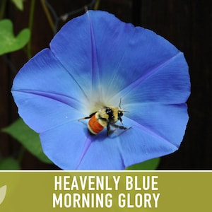 Morning Glory, Heavenly Blue Heirloom Seeds, Flower Seeds, Vine image 11
