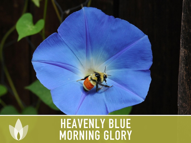 Morning Glory, Heavenly Blue Heirloom Seeds, Flower Seeds, Vine image 11