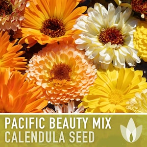 Calendula Pacific Beauty Flower Seeds - Heirloom Seeds, Orange, Yellow, Cream, Cut Flowers, Craft Flowers, Cottage Garden, Annual, Non GMO