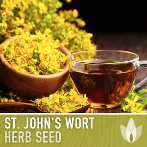 St. John&#39;s Wort Herb Seeds - Heriloom Seeds, Medicinal Herb Seeds, Pollinator Garden, Herbal Remedy, Open Pollinated, Non-GMO