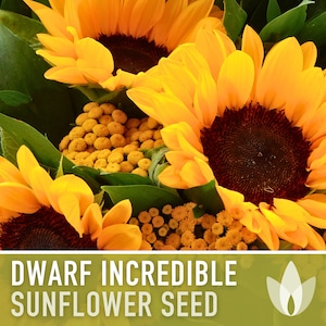 Dwarf Incredible Sunflower Seeds - Heirloom Seeds, Dwarf Sunflower, Seed Packets, Flower Seeds, Open Pollinated, Non GMO