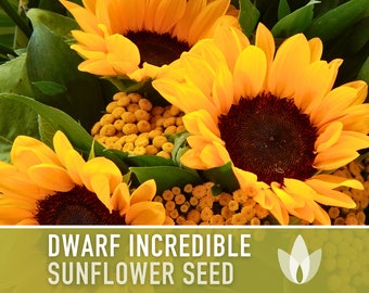 Dwarf Incredible Sunflower Seeds - Heirloom Seeds, Dwarf Sunflower, Seed Packets, Flower Seeds, Open Pollinated, Non GMO