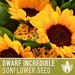 see more listings in the Flower Seeds section