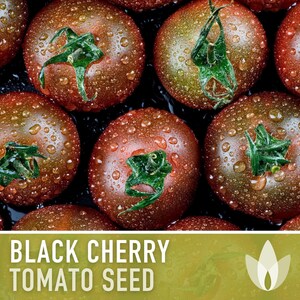 Black Cherry Tomato Seeds - Heirloom, Non-GMO image 6
