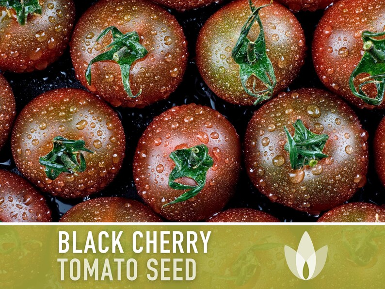 Black Cherry Tomato Seeds - Heirloom, Non-GMO image 6