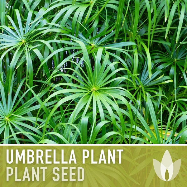 Umbrella Plant Seeds - Heirloom Seeds, Ornamental Grass, Umbrella Flatsedge, Houseplant, White Flowers, Cyperus Alternifolius, Non-GMO