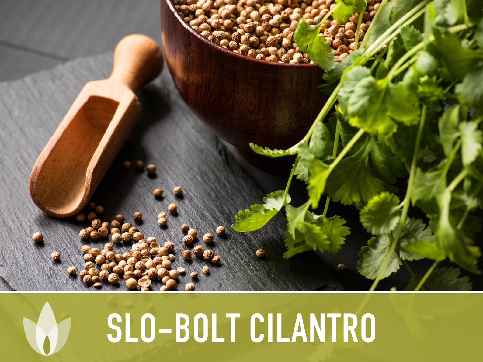 Slobolt Cilantro Herb Heirloom Seeds Etsy