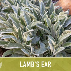 Lamb's Ear Flower Seeds – Heirloom Stachys Byzantina, Pollinator Friendly afbeelding 7