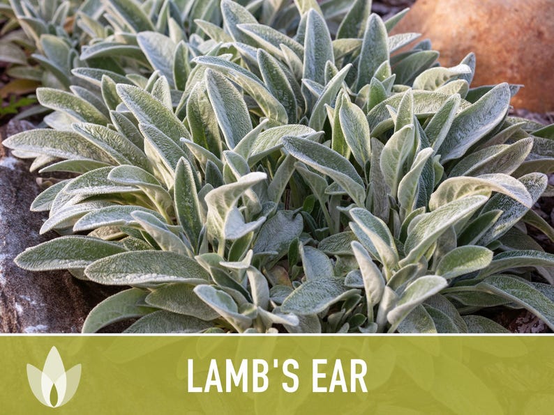 Lamb's Ear Flower Seeds – Heirloom Stachys Byzantina, Pollinator Friendly afbeelding 7